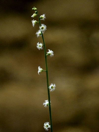 {Mitella diphylla}